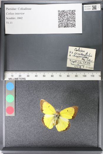 Media type: image;   Entomology 126885